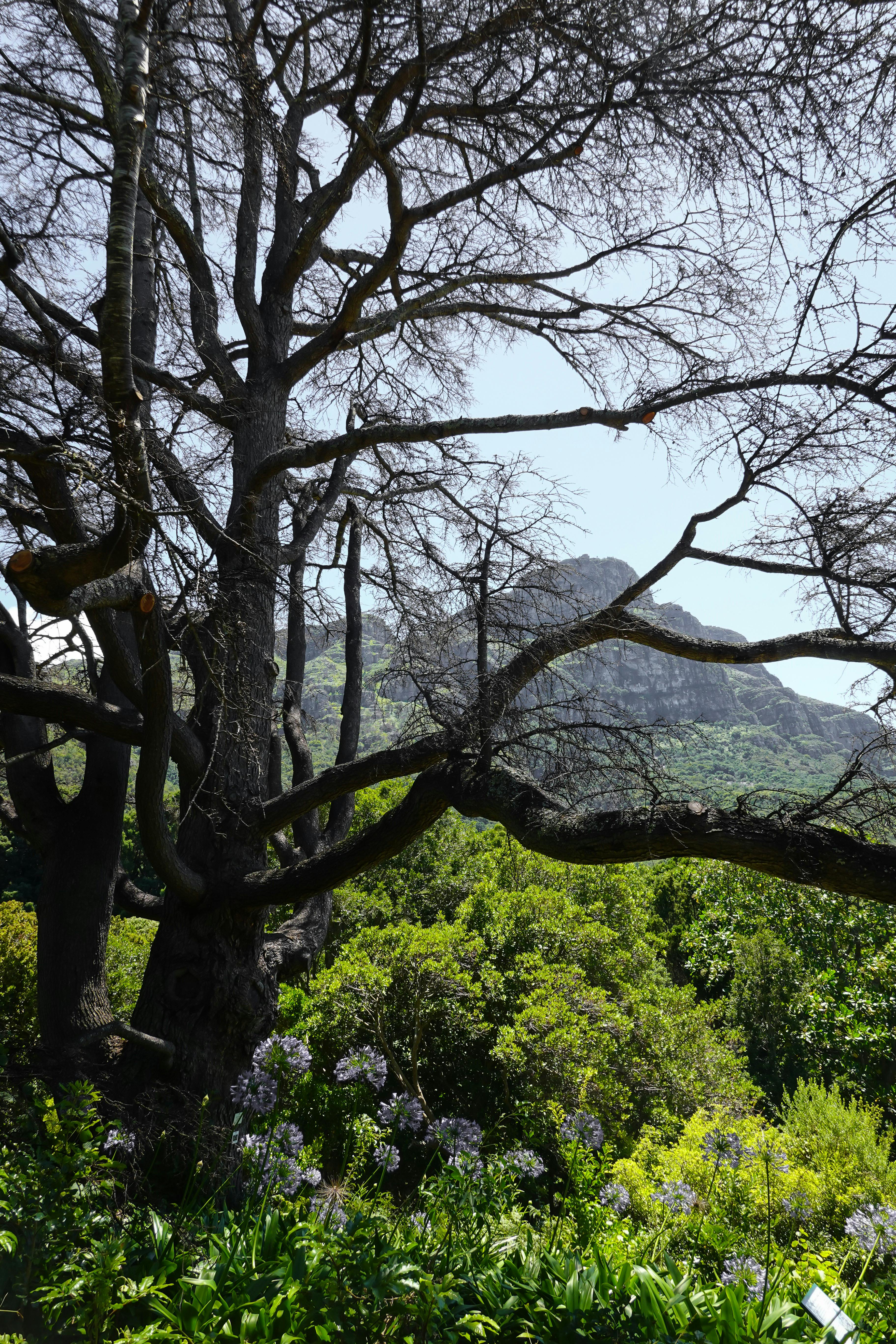 Kirstenbosch Botanik Bahçesi'nde ağaçların üzerinden geçen Boomslang yürüyüş köprüsü